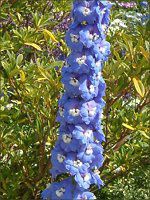 �f���t�B�j�E��(Delphinium)