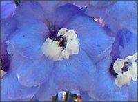 �f���t�B�j�E��(Delphinium)