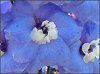 �f���t�B�j�E��(Delphinium)
