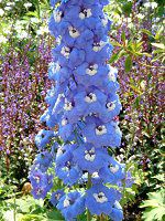 �f���t�B�j�E��(Delphinium)