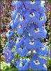 �f���t�B�j�E��(Delphinium)