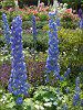 �f���t�B�j�E��(Delphinium)