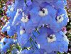 �f���t�B�j�E��(Delphinium)