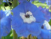 �f���t�B�j�E��(Delphinium)
