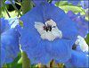�f���t�B�j�E��(Delphinium)