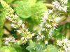 �A�b�v���~���g(Apple mint)
