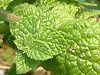 �A�b�v���~���g(Apple mint)