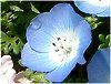 �l���t�B�������W�[�W�[�C���V�O�j�X�u���[(Nemophila menziesii Insignis blue)