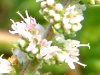 �A�b�v���~���g(Apple mint)