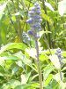 �u���[�T���r�A(Blue salvia)