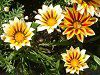 �K�U�j�A(Gazania)