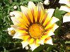 �K�U�j�A(Gazania)