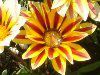 �K�U�j�A(Gazania)