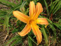 �w�����J���X(hemerocallis)