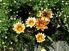 �K�U�j�A(Gazania)