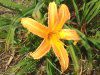 �w�����J���X(hemerocallis)