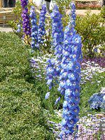 �f���t�B�j�E��(Delphinium)