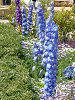 �f���t�B�j�E��(Delphinium)
