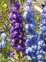 �f���t�B�j�E��(Delphinium)