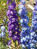 �f���t�B�j�E��(Delphinium)