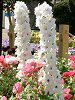 �f���t�B�j�E��(Delphinium)