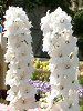 �f���t�B�j�E��(Delphinium)