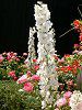 �f���t�B�j�E��(Delphinium)