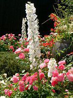 �f���t�B�j�E��(Delphinium)