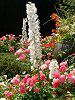 �f���t�B�j�E��(Delphinium)