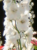 �f���t�B�j�E��(Delphinium)