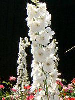 �f���t�B�j�E��(Delphinium)