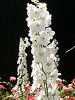 �f���t�B�j�E��(Delphinium)