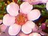 �A�X�^���e�A�E�t�@�b�V�L�������X(Astartea fascicularis)