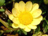NTZ}E`R[iChrysanthemum multicaulej