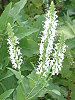 �A�K�X�^�[�V�F(Agastache) 