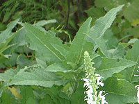 �A�j�X�q�\�b�v(Anise hyssop)