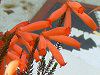 �G���J�t�@�C���[�q�[�X(Erica fire heath)