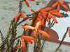 �G���J �E�t�@�C���[�q�[�X(Erica fire heath)