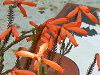 �G���J �E�t�@�C���[�q�[�X(Erica fire heath)