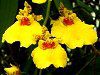 �I���V�W���E��(Oncidium)