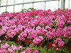 �R�`���E����(�Ӓ���)