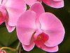 �R�`���E����(�Ӓ���)