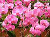 �R�`���E����(�Ӓ���)