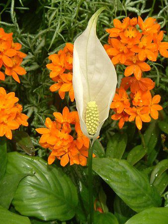 �X�p�e�B�t�B����(Spathiphyllum)