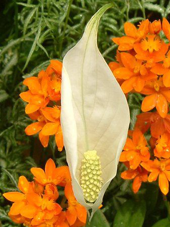 �X�p�e�B�t�B����(Spathiphyllum)