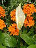 �X�p�e�B�t�B����(Spathiphyllum)
