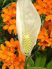 �X�p�e�B�t�B����(Spathiphyllum)
