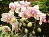 �R�`���E����(�Ӓ���)