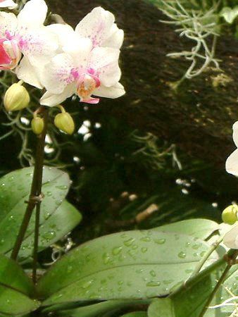 �R�`���E����(�Ӓ���)