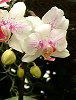 �R�`���E����(�Ӓ���)
